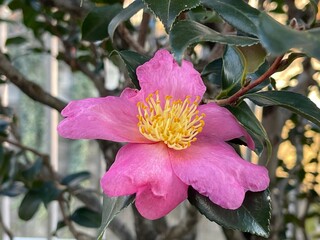 神田川12月：サザンカの花 2024/12/3