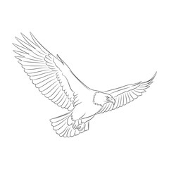 Obraz premium Line Drawing Bald Eagle in Flight Wings Spread bird