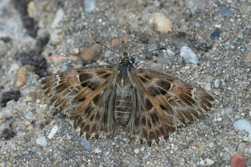 Closeup on a Mallow skipper butterfly, Carcharodus alceae, with spread  wings on the ground