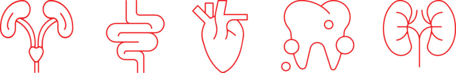 anatomical, medical, scientific, body parts, human organs, red outline, minimalist, vector illustrations, anatomical diagrams, simple, clean, stylized