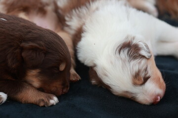 Two puppies are sleeping on a black blanket