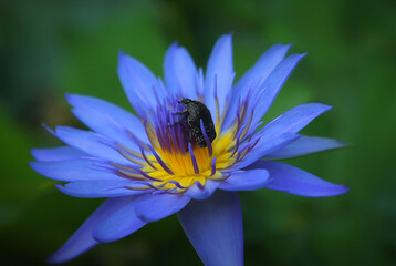 A beetle lands on a lotus flower	