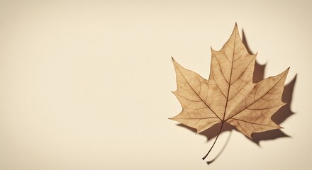Fototapeta premium Dried Maple Leaf on Beige Background Autumnal Still Life Photography
