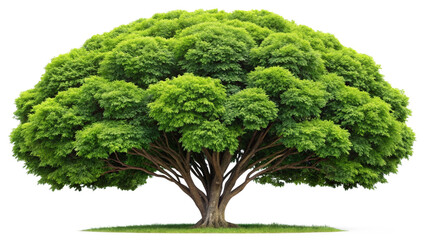 Lush Green Broadleaf Tree Fan Shaped Canopy Thick Foliage Isolated on a transparent background image