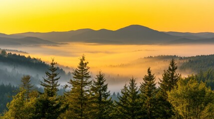 Fototapeta premium Mountain Forest with Morning Fog Landscape