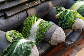 drying napa cabbage on the wall roof