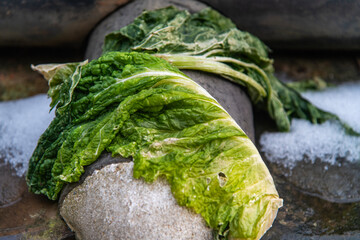 drying napa cabbage on the wall roof