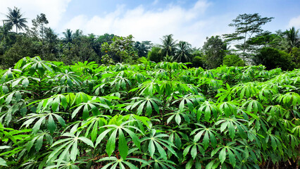 view of cassava plantation and trees in a small village in Magelang