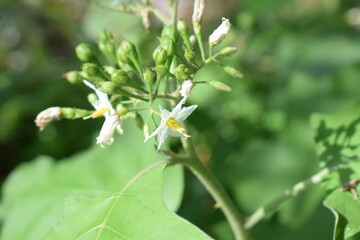 Takokak or turkey berry or mini eggplant. Which grows wild in the backyard garden.
