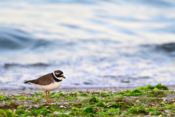 Sandregenpfeifer // Ringed plover (Charadrius hiaticula)