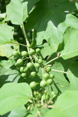 Takokak or turkey berry or mini eggplant. Which grows wild in the backyard garden.