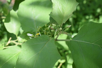 Takokak or turkey berry or mini eggplant. Which grows wild in the backyard garden.