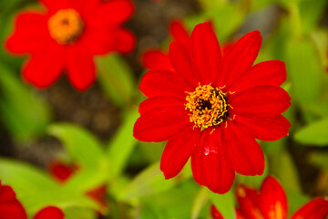 red dahlia flower