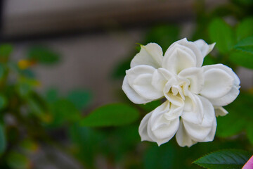 white flowers of a lilac