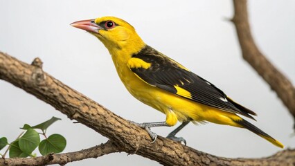 Obraz premium Golden Oriole on studio background