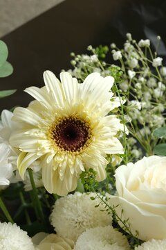 White Gerbera flower or garbera, African daisy , Gerbera daisy, Transvaal Daisy or Gerbera jamesonii . Spring season, blooming flower. Empty space for text. Bunga Gerbera