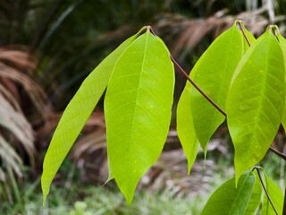 young rubber tree leaves (Hevea brasiliensis) with blurred background