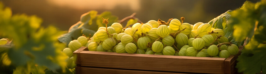 Gooseberries harvested in a wooden box in a farm with sunset. Natural organic fruit abundance. Agriculture, healthy and natural food concept.