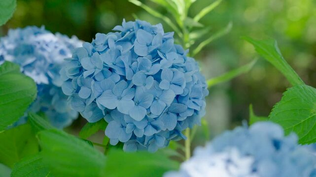 Vibrant Hydrangea Flowers in Full Bloom &ndash; Japanese Summer