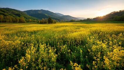 Fototapeta premium Sunset illuminates a vast, vibrant yellow flower field stretching towards majestic, silhouetted mountains under a tranquil sky