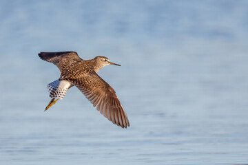 wood sandpiper