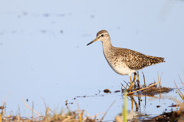 wood sandpiper