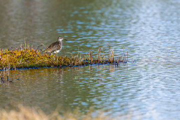 wood sandpiper