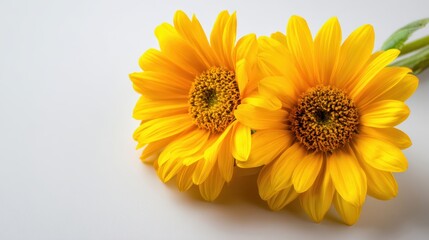 Obraz premium Two bright yellow sunflowers with green stems lie on a clean white background