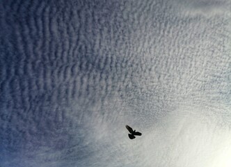 Flying bird and blue sky background