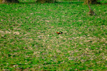 HARIDWAR ANIMALS NATURE