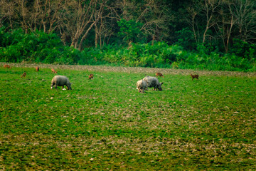 HARIDWAR ANIMALS NATURE