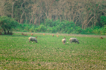 HARIDWAR ANIMALS NATURE