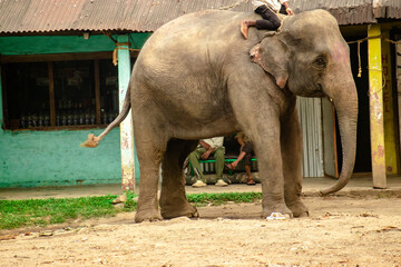 HARIDWAR ANIMALS NATURE
