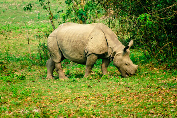 rhino in the grass