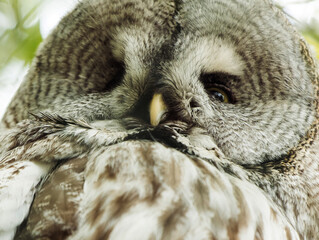 Closeup of Great gray owl (Strix nebulosa) in wild.