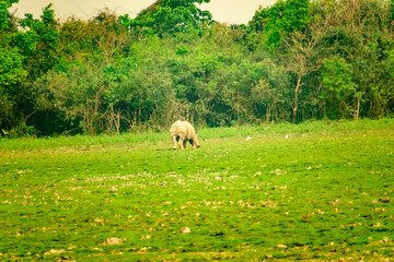 HARIDWAR ANIMALS NATURE