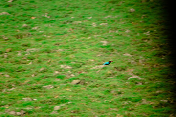 HARIDWAR ANIMALS NATURE