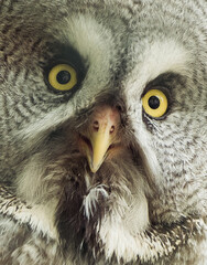 Closeup of Great gray owl (Strix nebulosa) in wild.