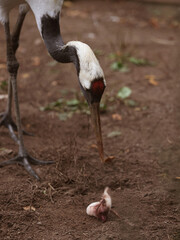 A Japanese crane eats a mouse for lunch at the zoo.
