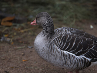 Canada goose autumn at the zoo.