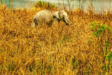 HARIDWAR ANIMALS NATURE