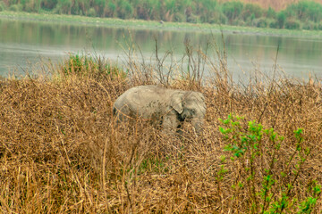 HARIDWAR ANIMALS NATURE
