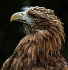 The white-tailed eagle, Haliaeetus albicilla, Close-up of a bird's head. Portrait bird in the zoo.