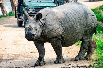 Naklejka premium rhino in the forest