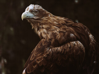 The white-tailed eagle, Haliaeetus albicilla in the zoo.