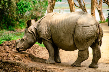 Naklejka premium rhino in the wild