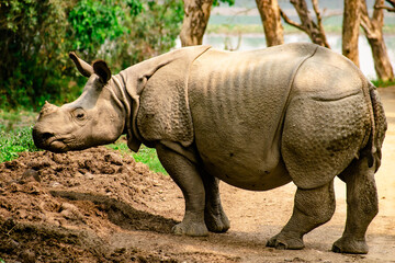 Naklejka premium white rhino in the wild