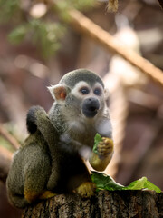 Central American squirrel monkey in the zoo, close up.