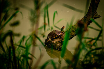 tortoise on branch in river