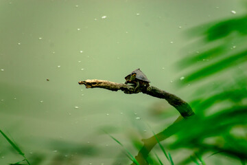 tortoise on branch in river